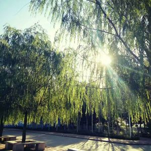 一级香蕉毛片特大毛片
